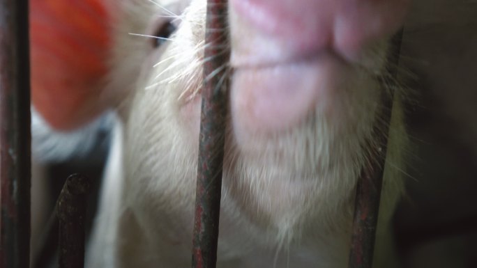在工厂化猪场特写小猪的鼻子