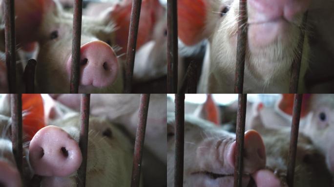 在工厂化猪场特写小猪的鼻子