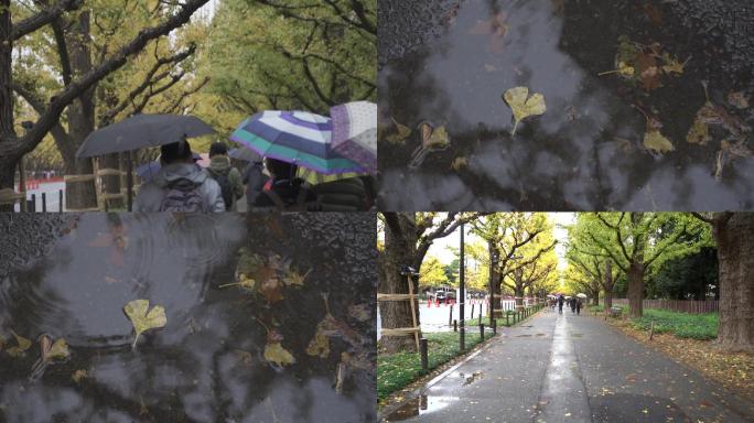 日本银杏街道下雨雨天撑伞