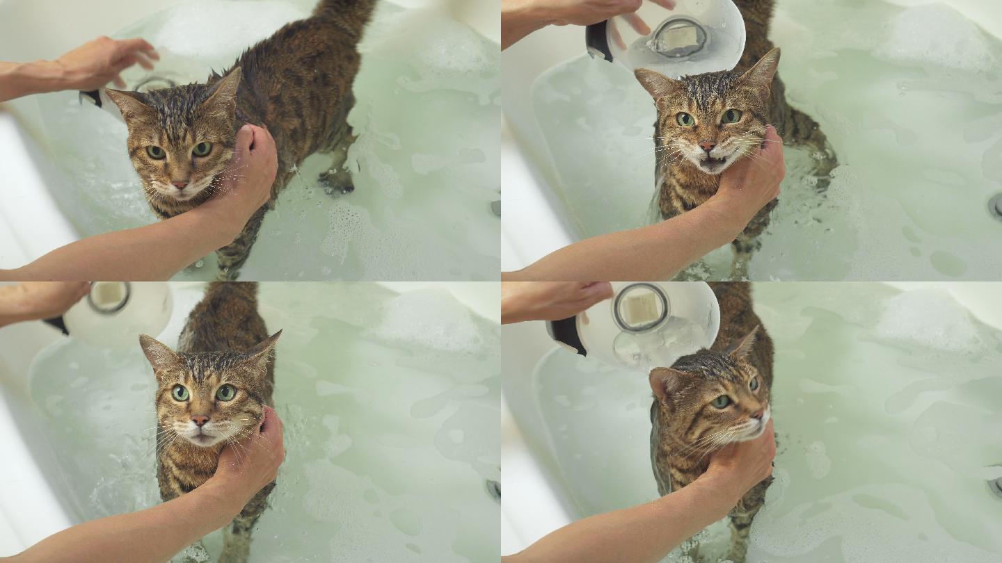 在浴缸中清洗孟加拉猫