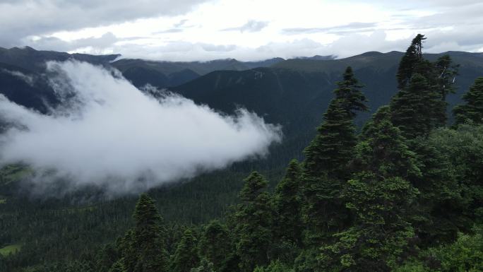 自然景观云层之上林海之间