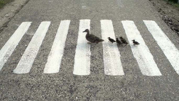 鸭子和小鸭过马路
