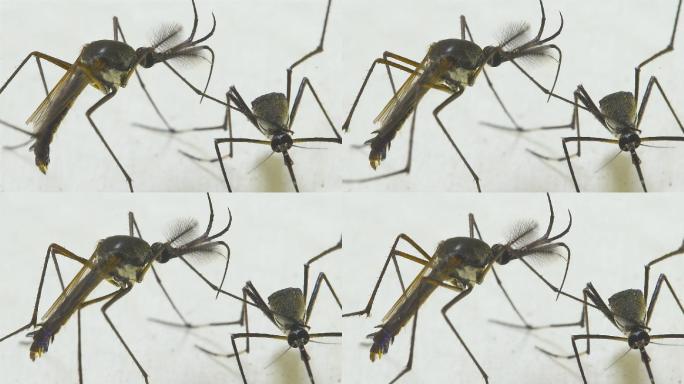 雌雄象蚊医疗保健和医学疟疾动物野生动物