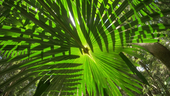 天然茂密森林中的野生棕榈叶