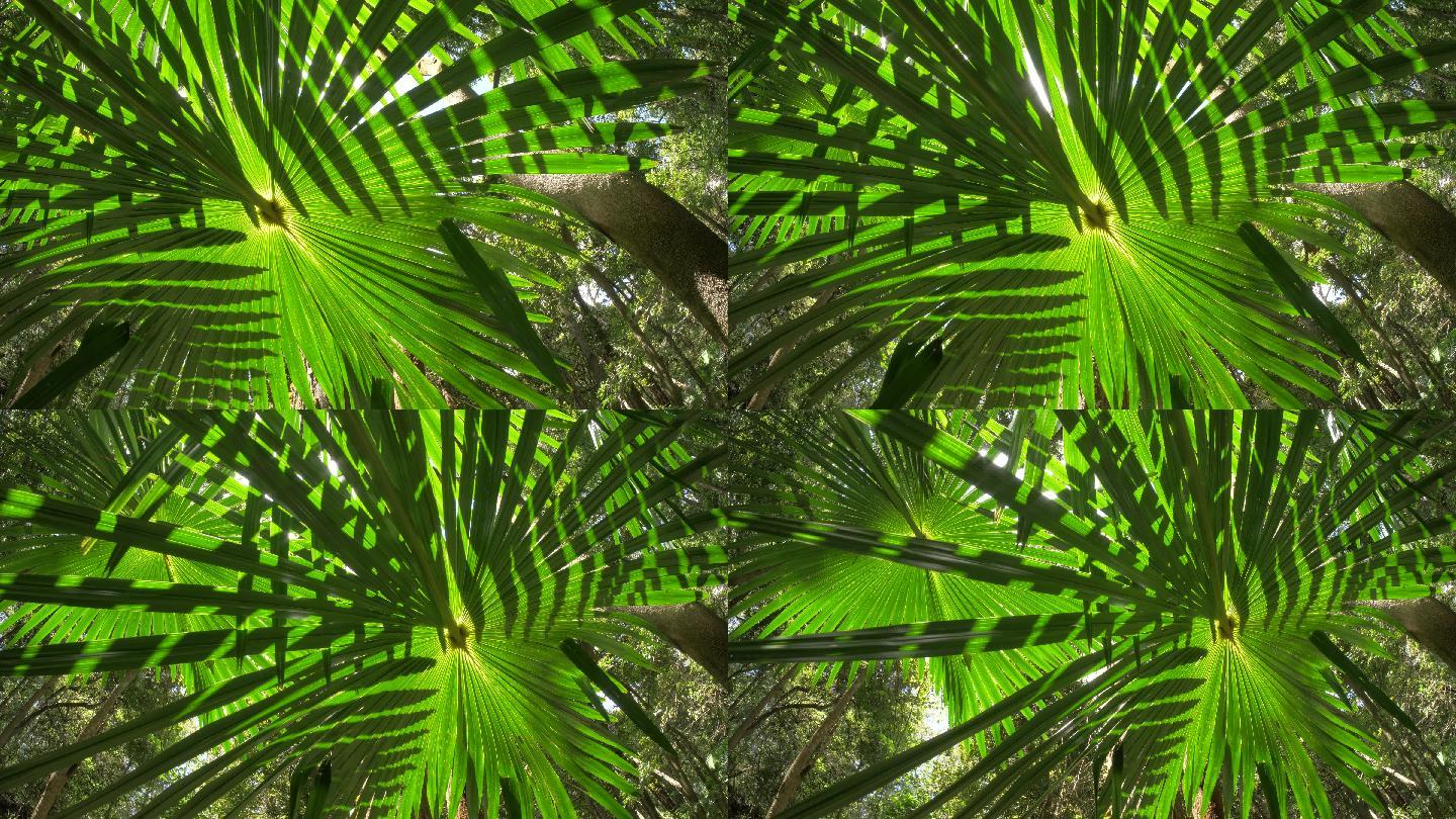天然茂密森林中的野生棕榈叶