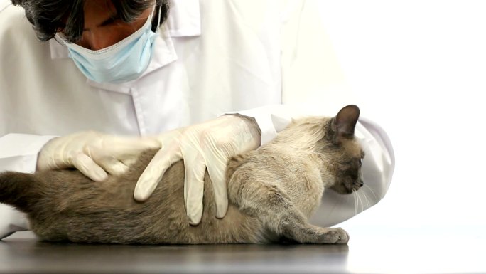 兽医检查猫的皮肤和皮毛