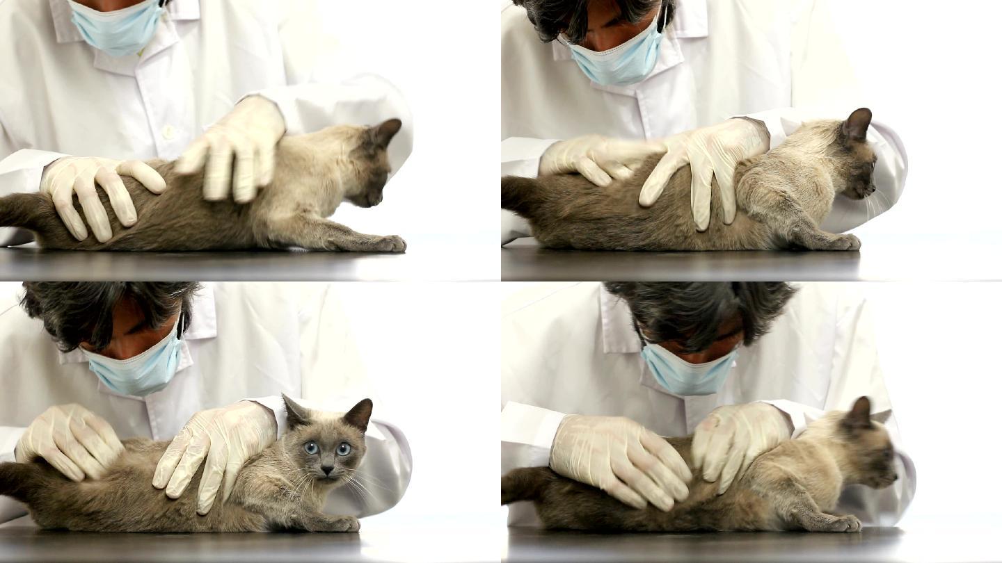 兽医检查猫的皮肤和皮毛