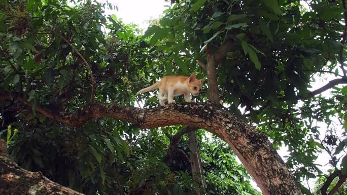小猫爬上树，差点掉下来