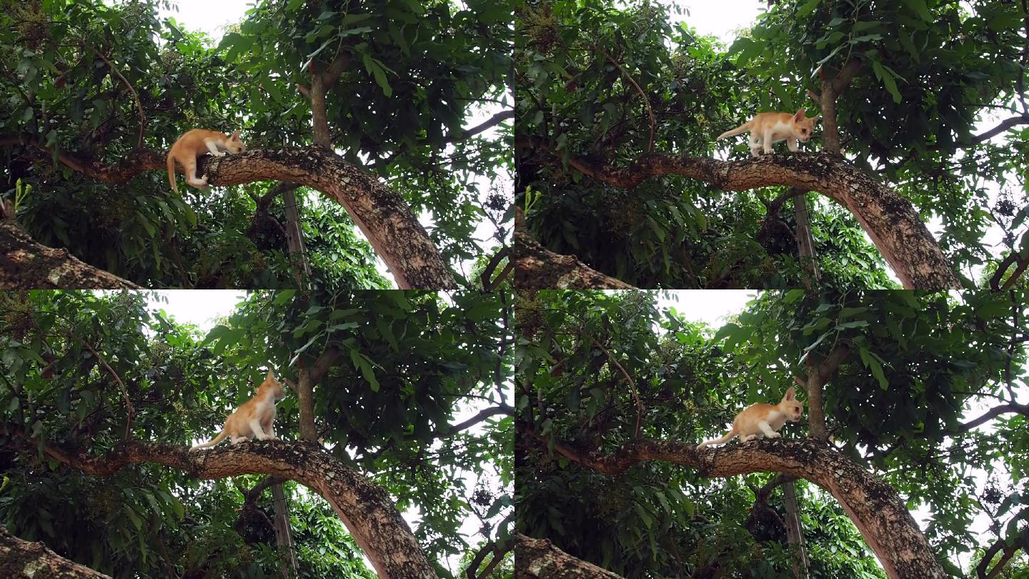 小猫爬上树，差点掉下来