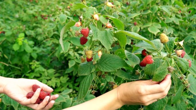 采摘覆盆子特写实拍视频素材