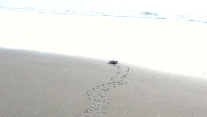 海龟幼崽爬向大海海龟爬行