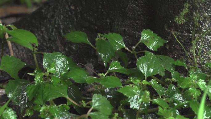 雨季雨水雨滴飘落