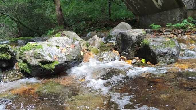 森林小溪河流4K空镜原声