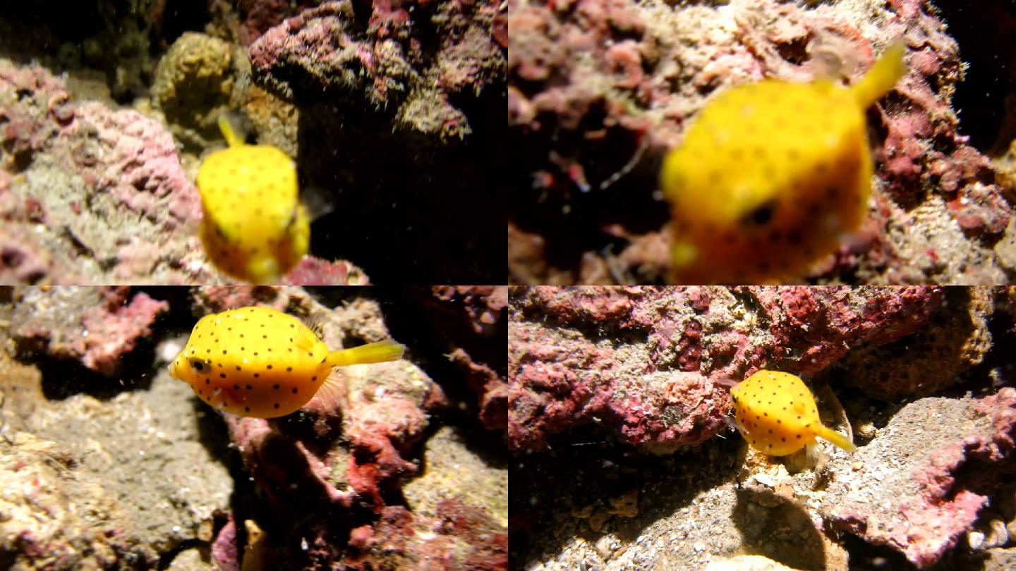 在珊瑚礁中游动的黄箱鱼