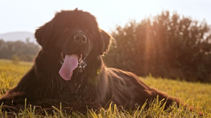 草地上一只纽芬兰黑狗的肖像