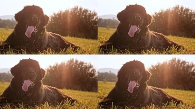 草地上一只纽芬兰黑狗的肖像