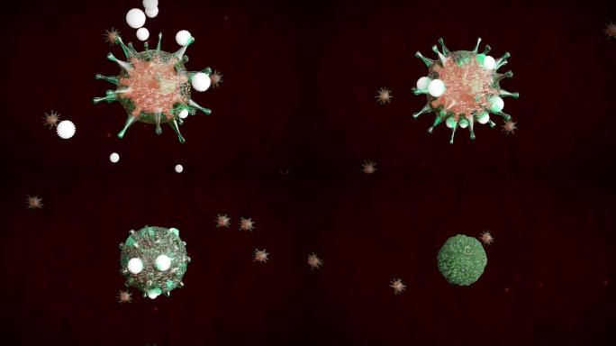 白细胞攻击细菌病毒细胞