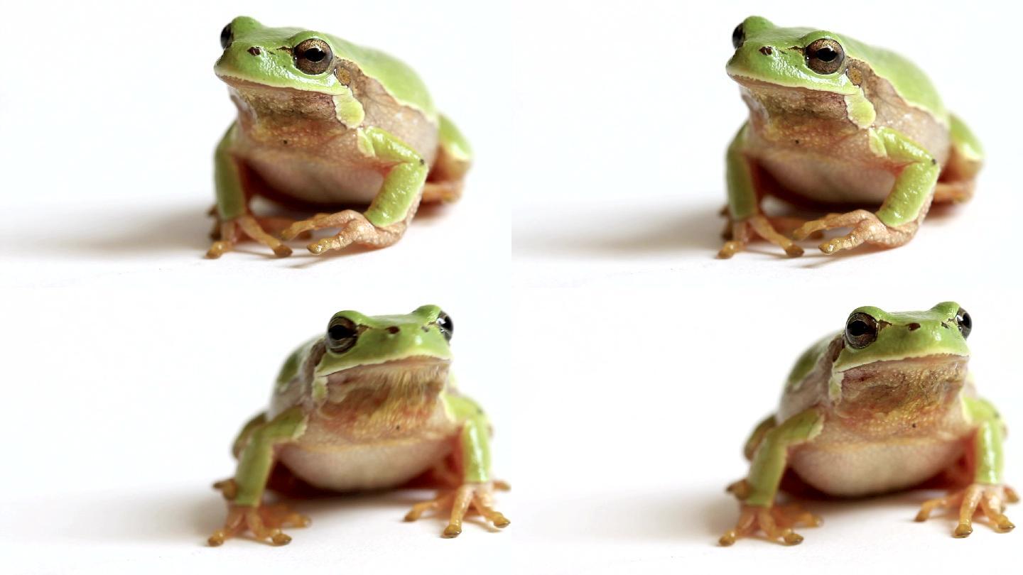 欧洲树蛙跳出屏幕宣传片视频素材广告