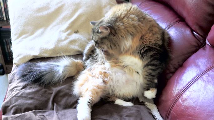 一只超重的猫坐在红色沙发上梳洗自己