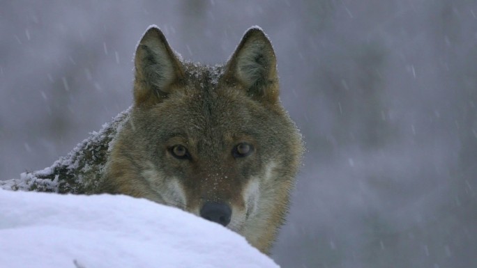 狼与冬天野生动物世界国家保护大自然非洲