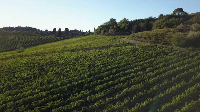 葡萄园鸟瞰图制茶炒茶道文化茶园泡茶采茶