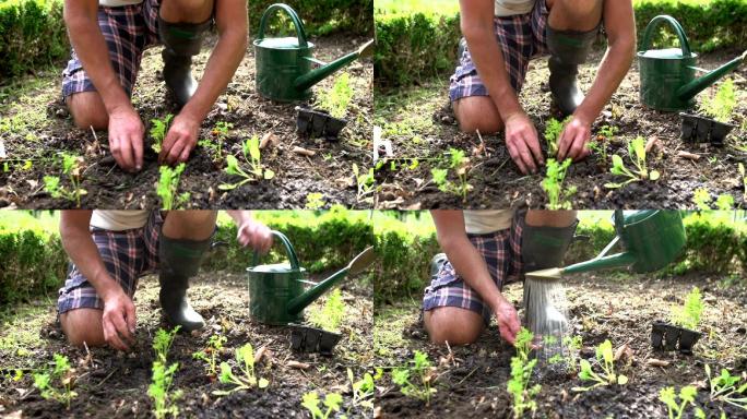 人工种植苗木的近距离观察