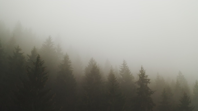 覆盖森林的浓雾树木松科冷杉树
