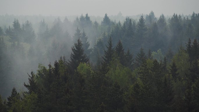 树林起风云雾