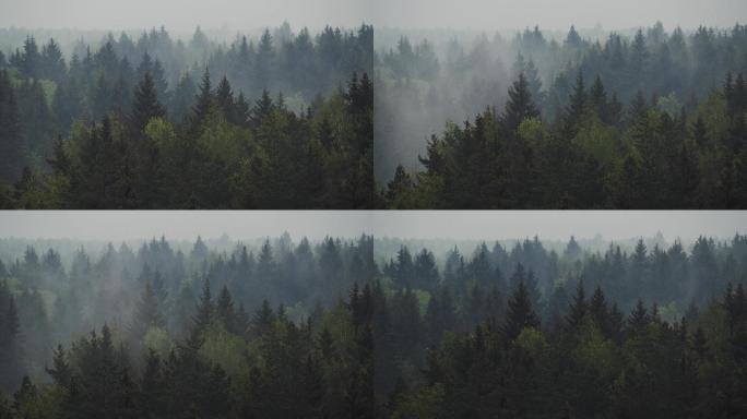 树林起风云雾