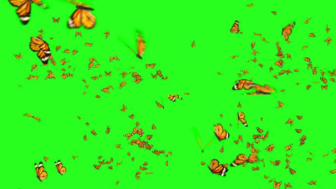 许多蝴蝶在飞翔抠像