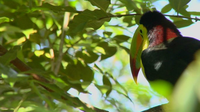 巨嘴鸟热带雨林彩色羽毛站立食蚁动物