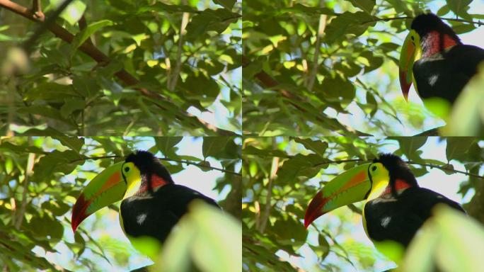 巨嘴鸟热带雨林彩色羽毛站立食蚁动物
