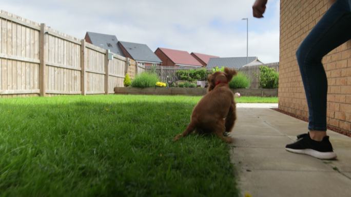 一只可卡猎犬在花园里玩球取乐