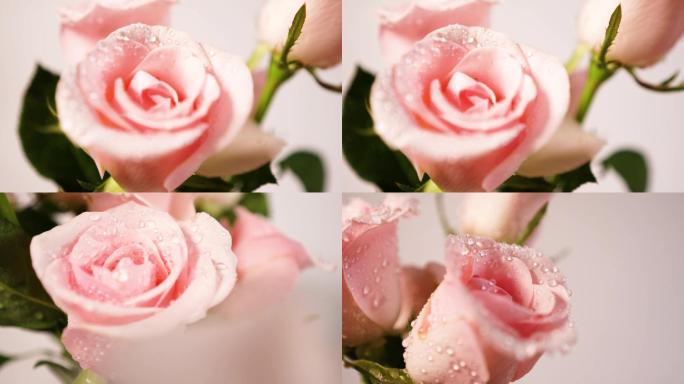 实拍娇嫩欲滴的粉色玫瑰花4K