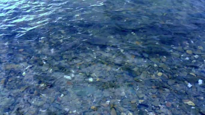 洄游产卵的青海湖裸鲤