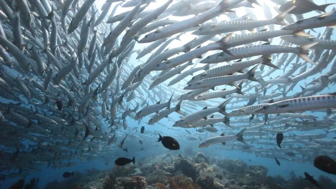 梭鱼海底世界三亚潜水各种热带鱼