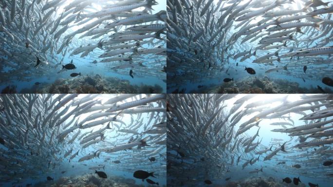 梭鱼海底世界三亚潜水各种热带鱼