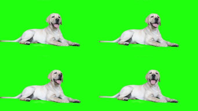 绿色屏幕上一只拉布拉多小狗的美丽肖像。