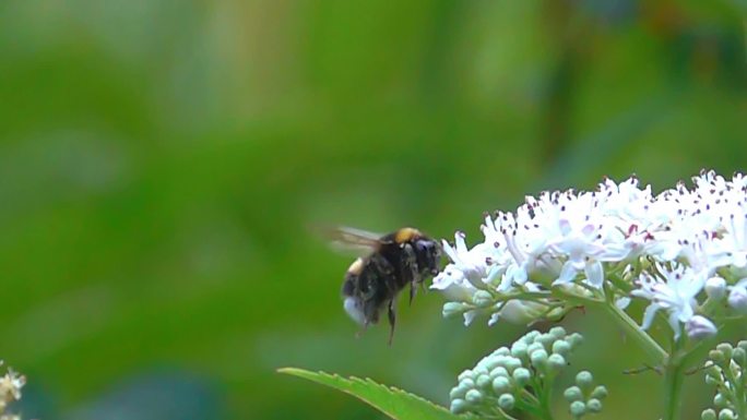 大黄蜂飞着降落在白花上