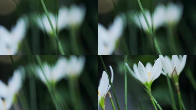 白色的韭莲花朵虚焦镜头