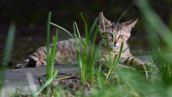 猫 流浪猫 午后小歇 小动物 可爱