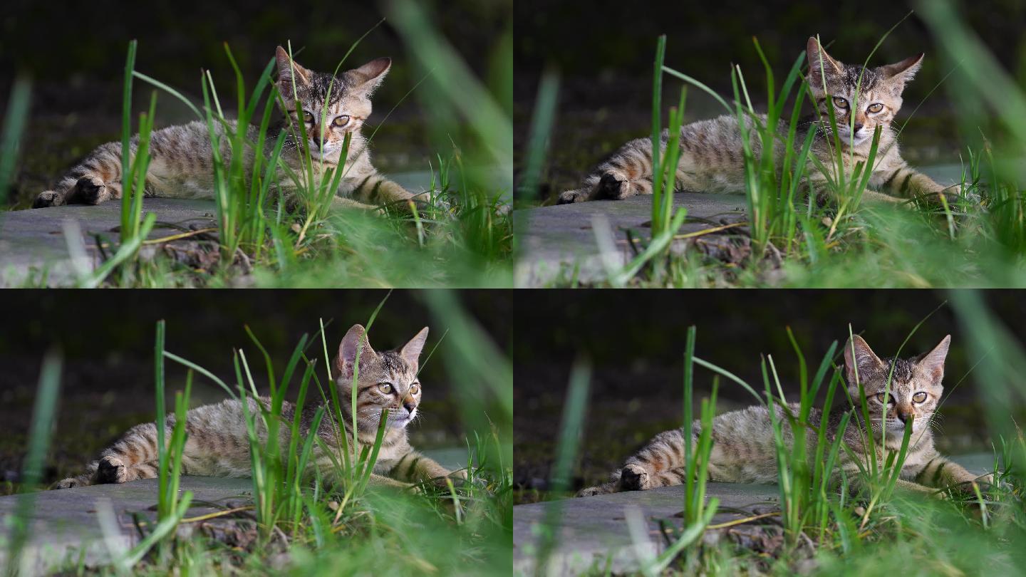 猫 流浪猫 午后小歇 小动物 可爱