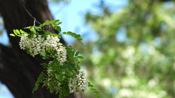 槐花槐花书槐花林