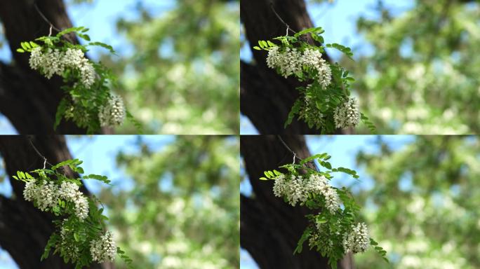 槐花槐花书槐花林