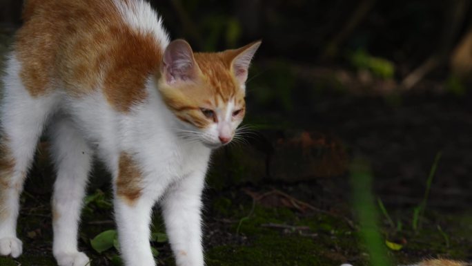 猫 流浪猫 午后小歇 小动物 可爱