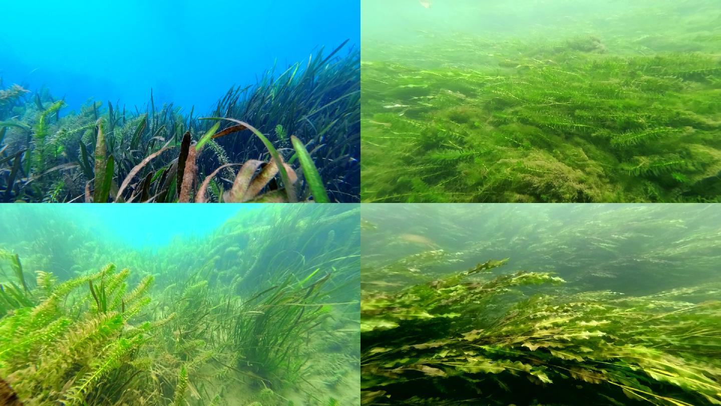 水下拍摄溪流水草生态环保