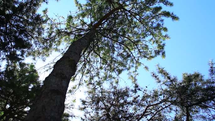 日坛公园高大笔直的树木旋转拍摄
