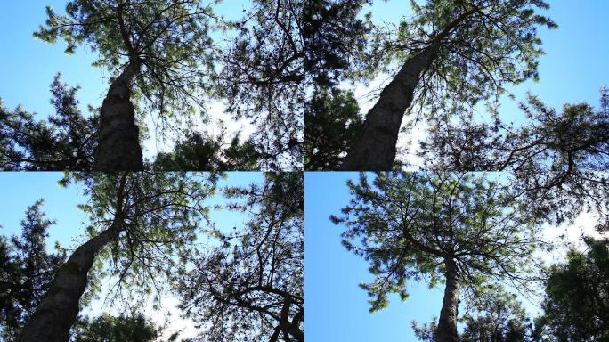 日坛公园高大笔直的树木旋转拍摄