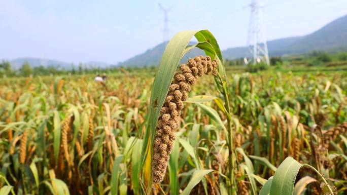 农产品小米成熟收获收割晾晒沂蒙山区