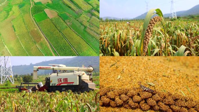 农产品小米成熟收获收割晾晒沂蒙山区